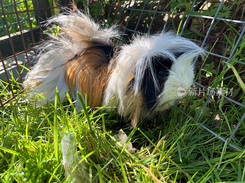 三色秘鲁豚鼠(Cavia porcellus)的特写图像，长毛姜，黑色和白色的豚鼠在铁丝网金属跑在草坪在阳光下